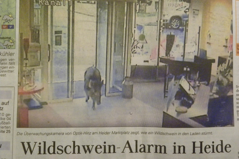 Foto von der Zeitung, die ein Foto des in den Laden kommenden Wildschweins zeigt.
